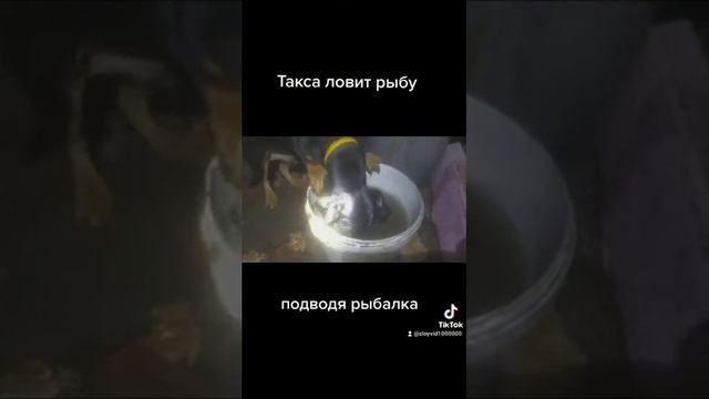 "Подводная рыбалка" Как собака рыбу ловит смотреть онлайн