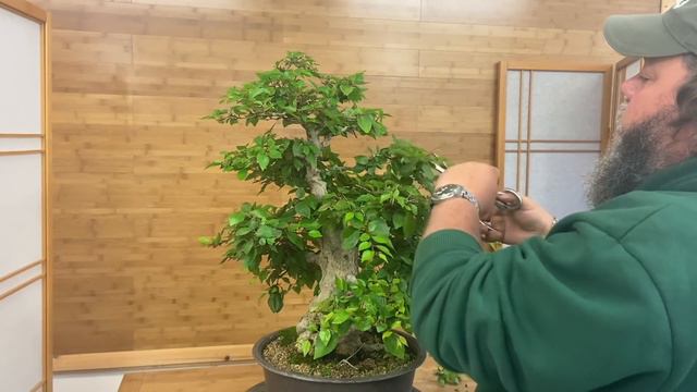 Korean Hornbeam Tidy Up - Greenwood Bonsai смотреть онлайн