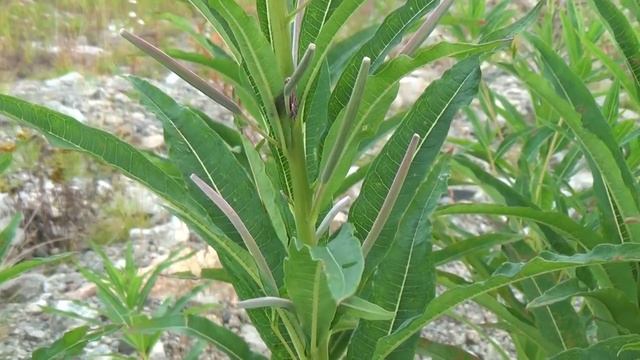 Иван -чай. 23 смотреть онлайн