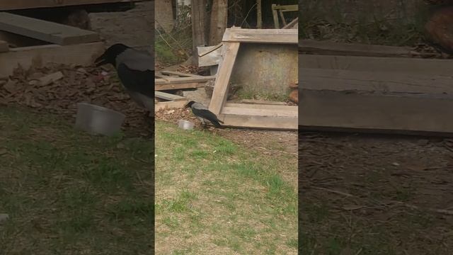 Ворона ворует еду у кошек. Жизнь на даче смотреть онлайн