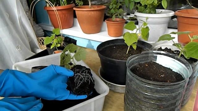 Пересаживаю огурцы смотреть онлайн