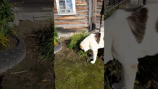 Хороший алабай смотреть онлайн