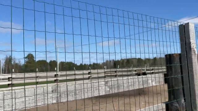 Побывали в Австралии! Заведу таких куриц у себя на даче! смотреть онлайн