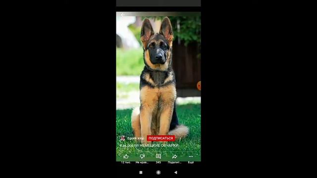 Как растут немецкие овчарки потпишись смотреть онлайн