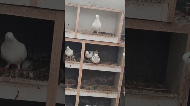 ГОЛУБИ все снесли яйца🕊 смотреть онлайн