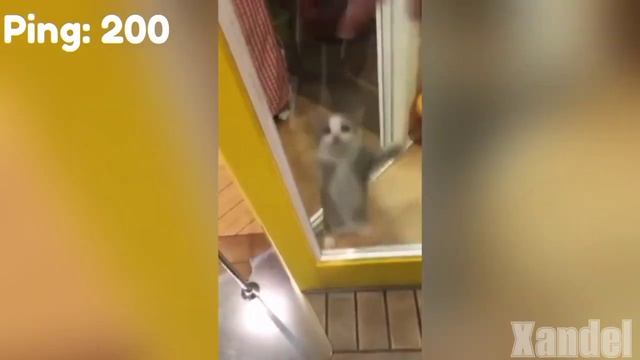 Happy Kitten at lag levels смотреть онлайн