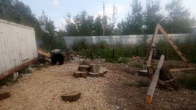 Центр реабилитации диких животных "Феникс"- Маша камчатская смотреть онлайн