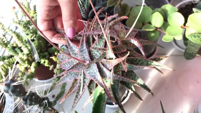 СТАПЕЛИЯ. СУККУЛЕНТЫ: уход и особенности