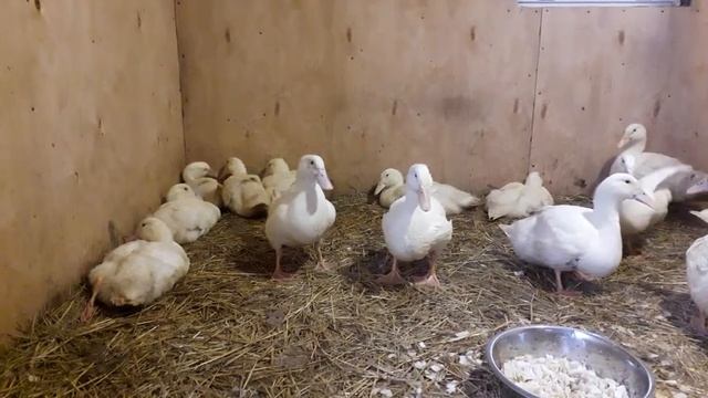 Содержание утки черри велли в зимний период. смотреть онлайн