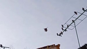 17 января 2023 г. Николаевские голуби Мариуполя.