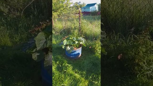 Покраска бочек на даче ч3 #shorts смотреть онлайн