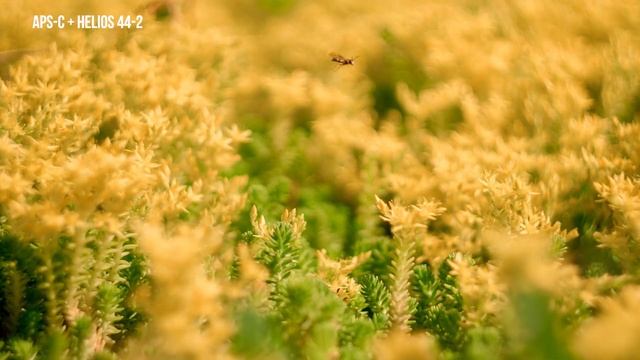 Объектив Гелиос 44-2 лучший творческий объектив? обзор и примеры снимков смотреть онлайн