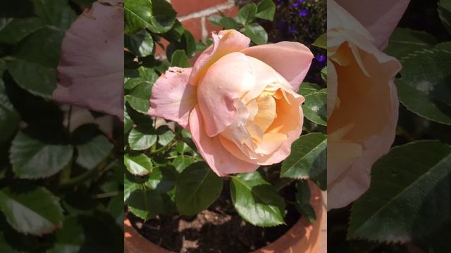 Isabelle Autissier Rose смотреть онлайн