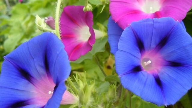 ИПОМЕЯ - быстрорастущая ЛИАНА для вертикального озеленения балкона. Посадка, уход и выращивание смотреть онлайн