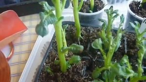 размножение картофеля ростками