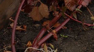 УКРЫТИЕ ЕЖЕВИКИ НА ЗИМУ. ПЕРЕЗИМУЕТ ТОЧНО!