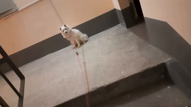 Боится спускаться по лестнице смотреть онлайн