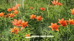 Сардаана. Сиэйэ Уола