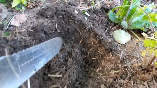 How to Plant Bare Root Bleeding Heart from Costco смотреть онлайн