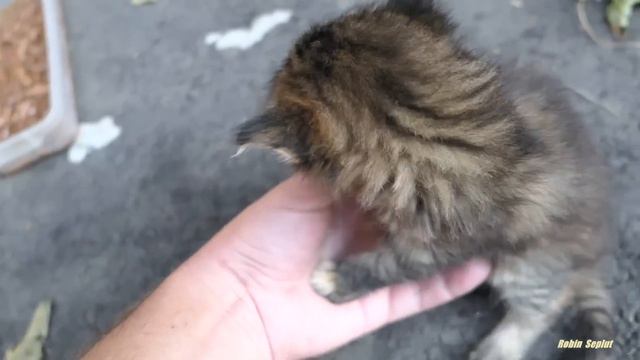 New Little Kitten Hisses At Me