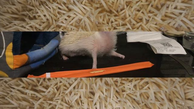 А твой ёж пользуется палочками для суши? смотреть онлайн