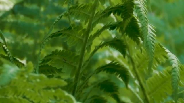 Супер восстановление от усталости ★ Частоты бодрости и здоровья ★ цветущее здоровье