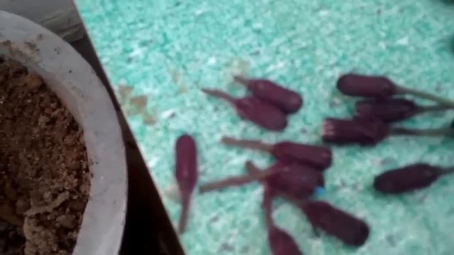 How to grow and care a beautiful wizard VELVET COLEUS Plant in (Hindi and Urdu) смотреть онлайн