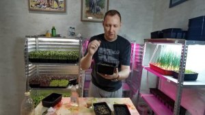 МИКРОЗЕЛЕНЬ ГОРЧИЦЫ - КАК ВЫРАСТИТЬ МИКРОЗЕЛЕНЬ ГОРЧИЦЫ ДОМА?