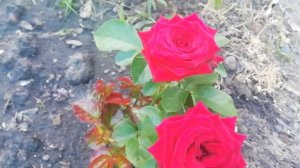 Роза Ред сенсейшен, первогодка