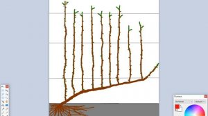 Черешня система UFO. Как формировать черешню по системе UFO.