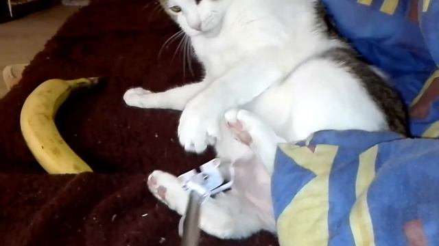 Мой КОТ и его ГЛАЗА👽👽👽👽 смотреть онлайн