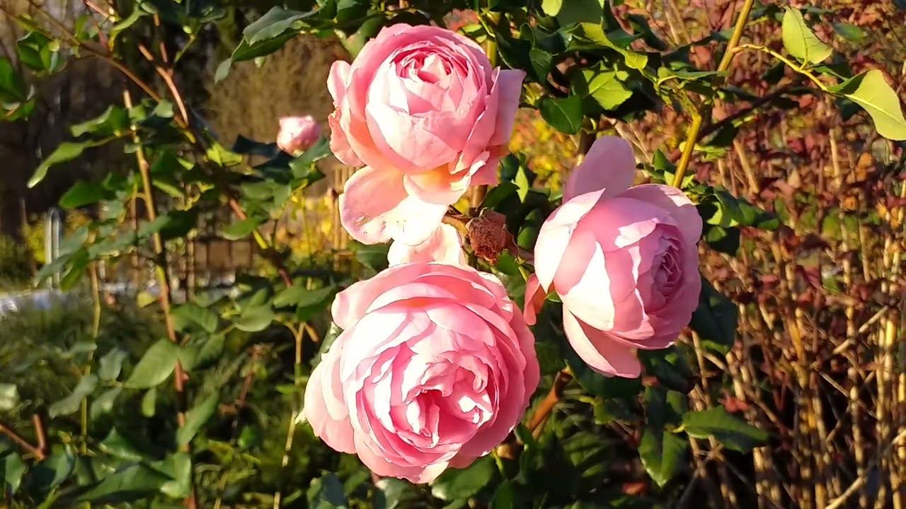 Подготовка розариев к зиме. Неидеально. Часть2 смотреть онлайн