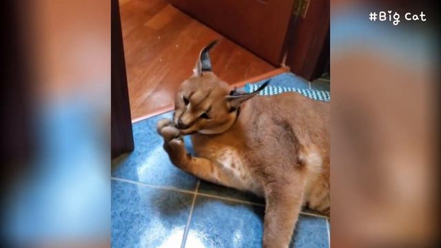 Serval Myxa & Caracal Adolf : Sogga & Floppa