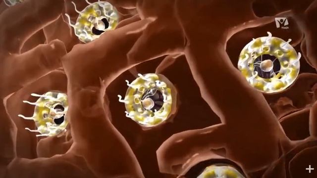 Модель живой клетки смотреть онлайн