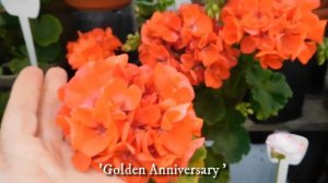 Только пеларгонии .Обзор сортов в моей коллекции Часть 2