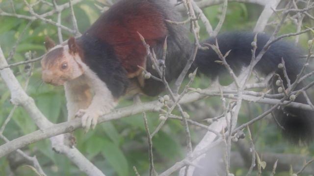 Ратуфа Самая большая и красивая белка в мире Ratufa-the biggest and most beautiful squirrel смотреть онлайн