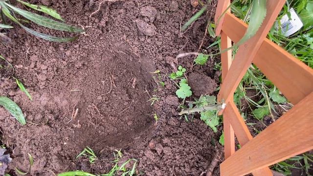 Transplante de Santa Catarina y Clematis 🌹🥀🤗🌼🪴🥀🌹🥀🌹￼￼ смотреть онлайн