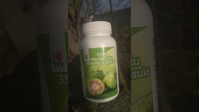 DXN MENGKUDU [NONY] 350 MG CAPSULE TARKIBI HAQIDA