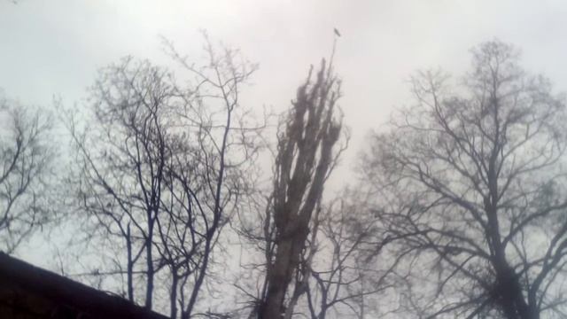 ворона Карапет смотреть онлайн