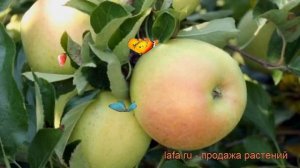 Яблоня карликовая Чудное (malus chudnoe) ? яблоня Чудное обзор: как сажать саженцы яблони Чудное