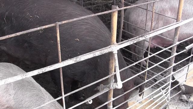 ЭКСПЕРЕМЕНТ УДАЛСЯ ! пурина старт .КАКОЙ ВЕС ЗА СУТКИ НАБЕРЁТ ПОРОСЁНОК? смотреть онлайн