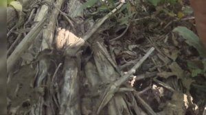 Подсолнечник пионер 130 и хайсан 238 на 3 июля 2022г