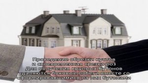 Выращивание роз в теплице на продажу