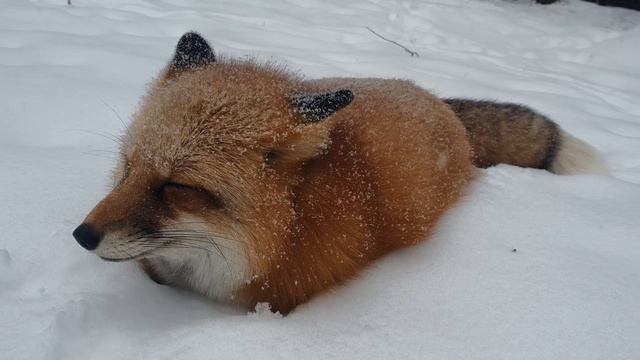 Алиса - лиса. Падает снег, скрипит под ногами. Алиса заманивает меня на поле смотреть онлайн