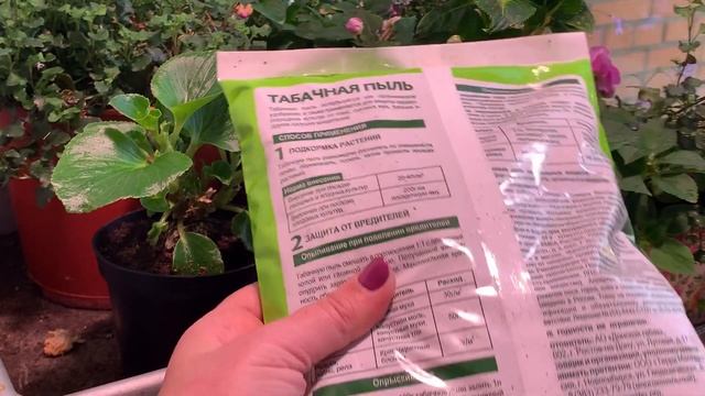 ТАБАЧНАЯ ПЫЛЬ БИТВА с КРЕСТОЦВЕТНОЙ БЛОШКОЙ начинается! ЕСТЬ НЮАНСЫ! смотреть онлайн