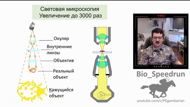 6. Клеточная теория и микроскопия (Speedrun общая биология 9-11 класс, ЕГЭ, ОГЭ 2021) смотреть онлайн