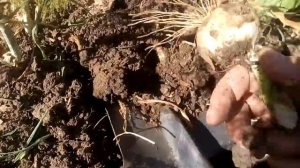 Чеснок РОКАМБОЛЬ / Выкопали ГИГАНТСКИЙ слоновий ЧЕСНОК / ЗАЦЕНИТЕ Garlic ROCAMBOL