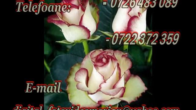SC Digital Foto & Video Marian SRL-D смотреть онлайн