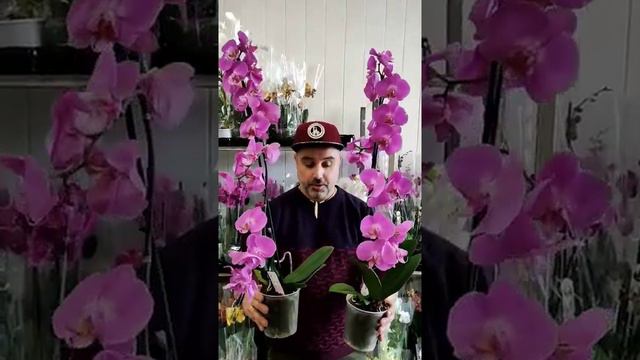 орхидея фаленопсис смотреть онлайн
