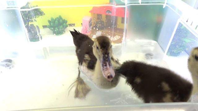 Перелетные утки в гостях у Маши. Бабушкины Сказки.Migratory ducks visiting Masha. Grandma's Tales. смотреть онлайн